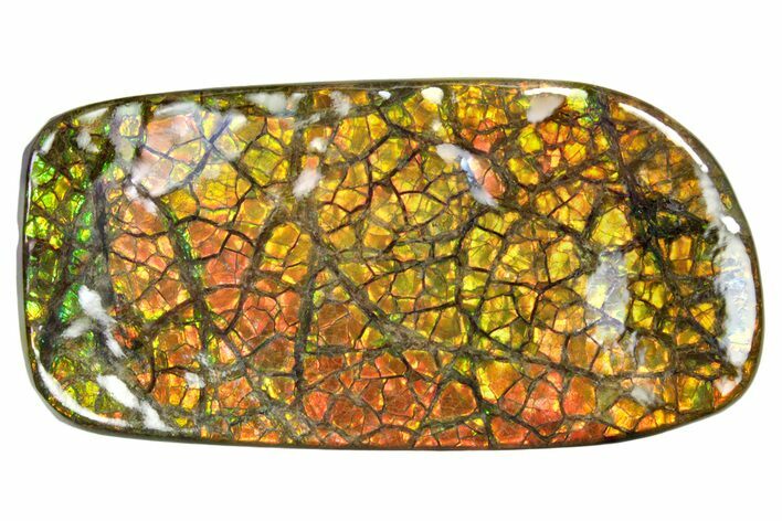 Iridescent Ammolite (Fossil Ammonite Shell) - Oranges & Greens #336313